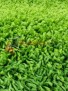 SHAGGY ULTRA S600 GREEN SHAGGY ULTRA S600 GREEN