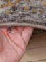 Ковер Patina 4108 620 Ковер Patina 4108 620