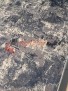 Ковер GENOVA 38309 — 555550 Ковер GENOVA 38309 — 555550