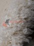 Ковер MERINOS Турция — FLOKATI 80062 — 060 Ковер MERINOS Турция — FLOKATI 80062 — 060