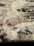 ����� Ragole Argentium 63277 6353