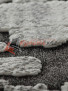 Ковер на пол YUTA 0T337RG — GREY / GREY Ковер на пол YUTA 0T337RG — GREY / GREY