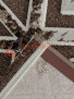 ����� �� ��� YUTA 0T291RG � BROWN / BROWN