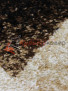 SUNRISE D054 BEIGE Овал SUNRISE D054 BEIGE Овал