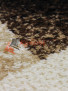 SUNRISE D054 BEIGE