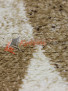 SUNRISE D089 BEIGE SUNRISE D089 BEIGE
