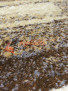 SUNRISE D441 GRAY-BEIGE SUNRISE D441 GRAY-BEIGE