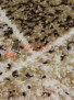 SUNRISE D447 BEIGE
